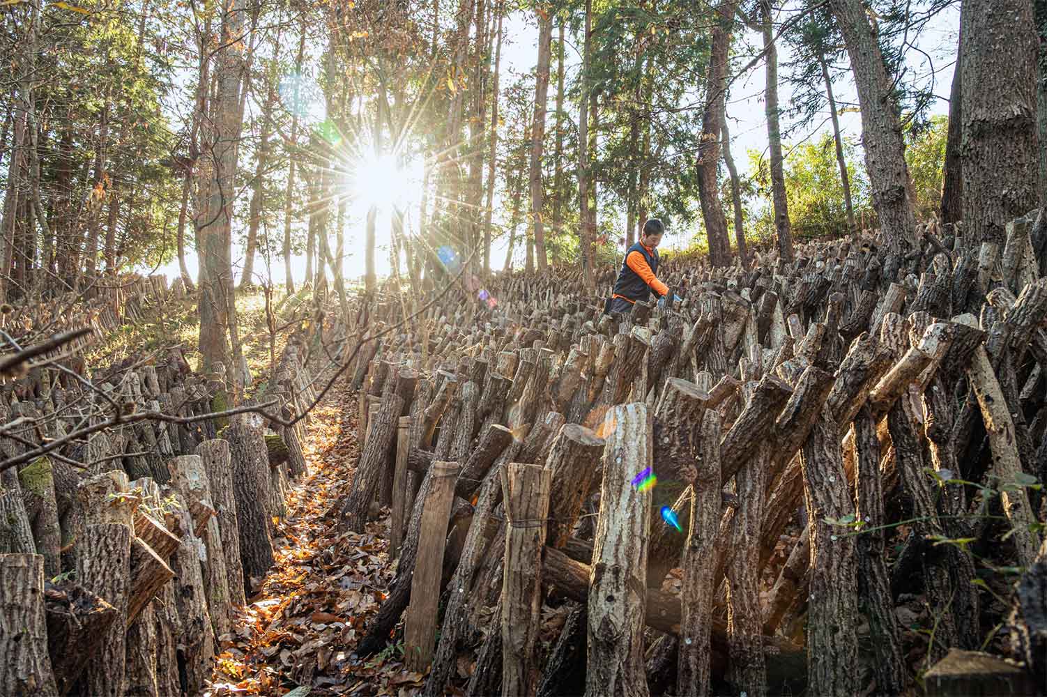 鈴木しいたけ園