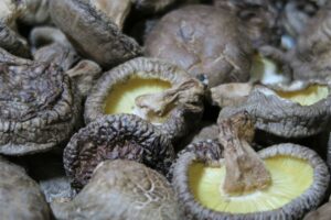 鈴木しいたけ園