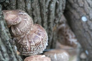 鈴木しいたけ園